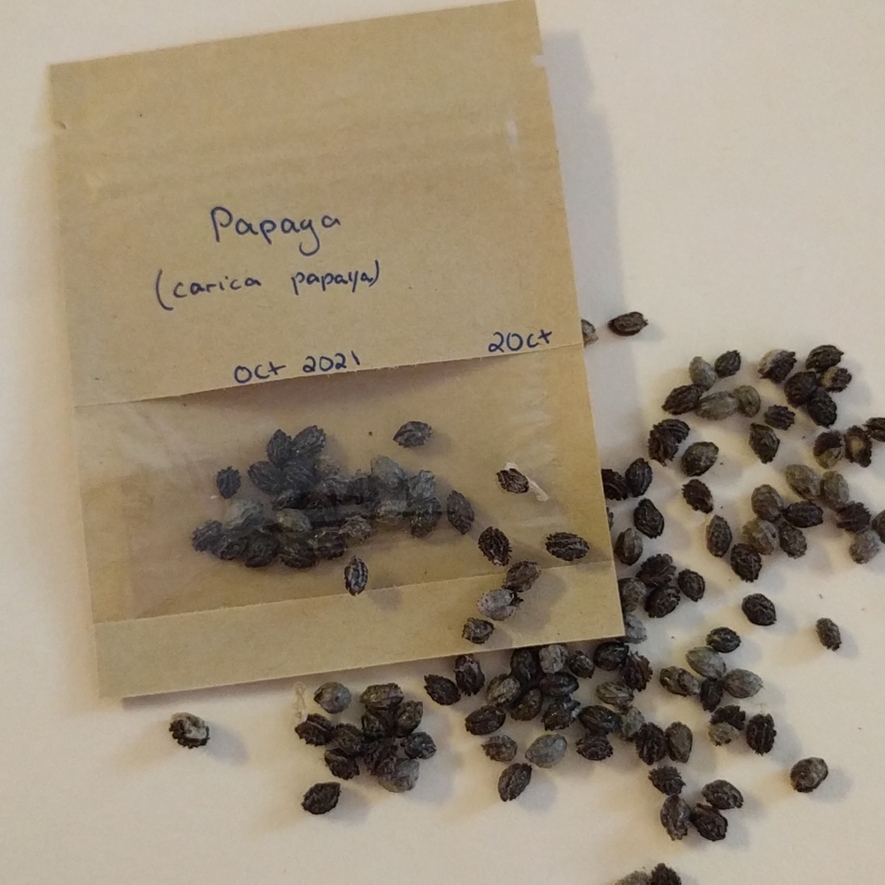 Papaya Seeds - Picture 4 of 5